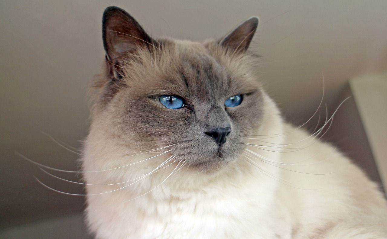 Birman cat