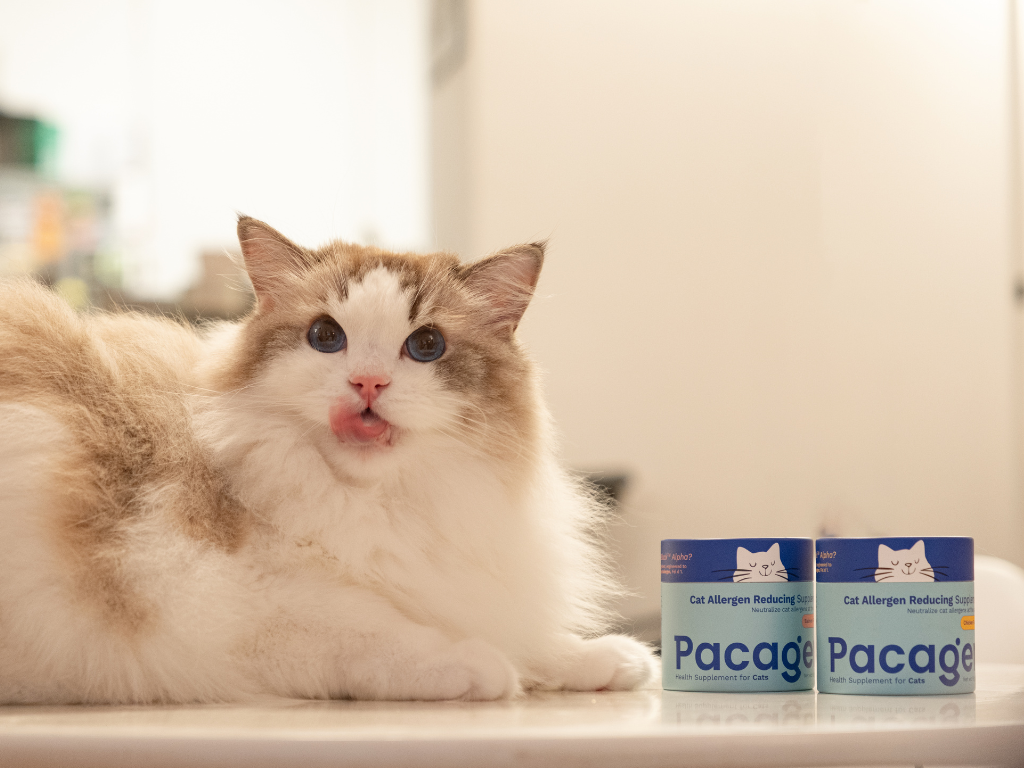 Cute cat with Pacagen Cat Allergen Reducing Supplement