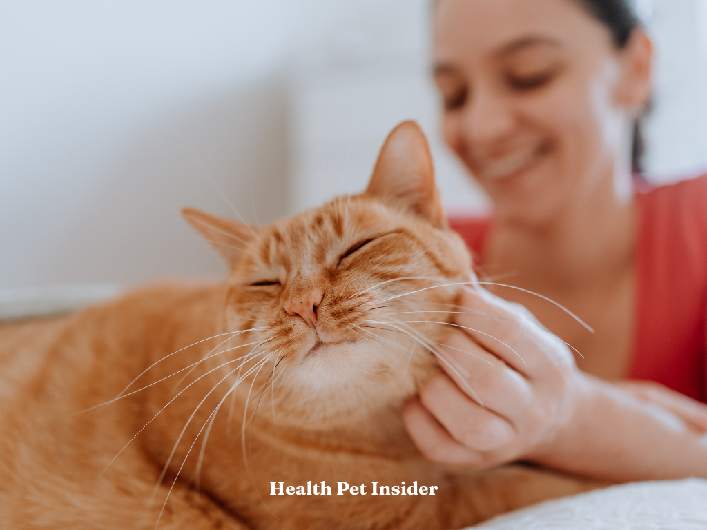 Cute cat with woman