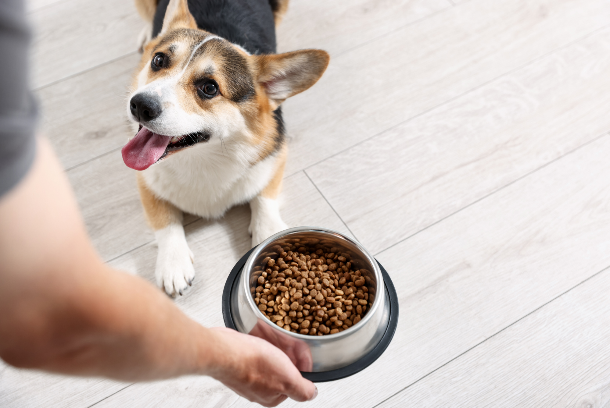 Person holding a bowl of food down to an eager corgi