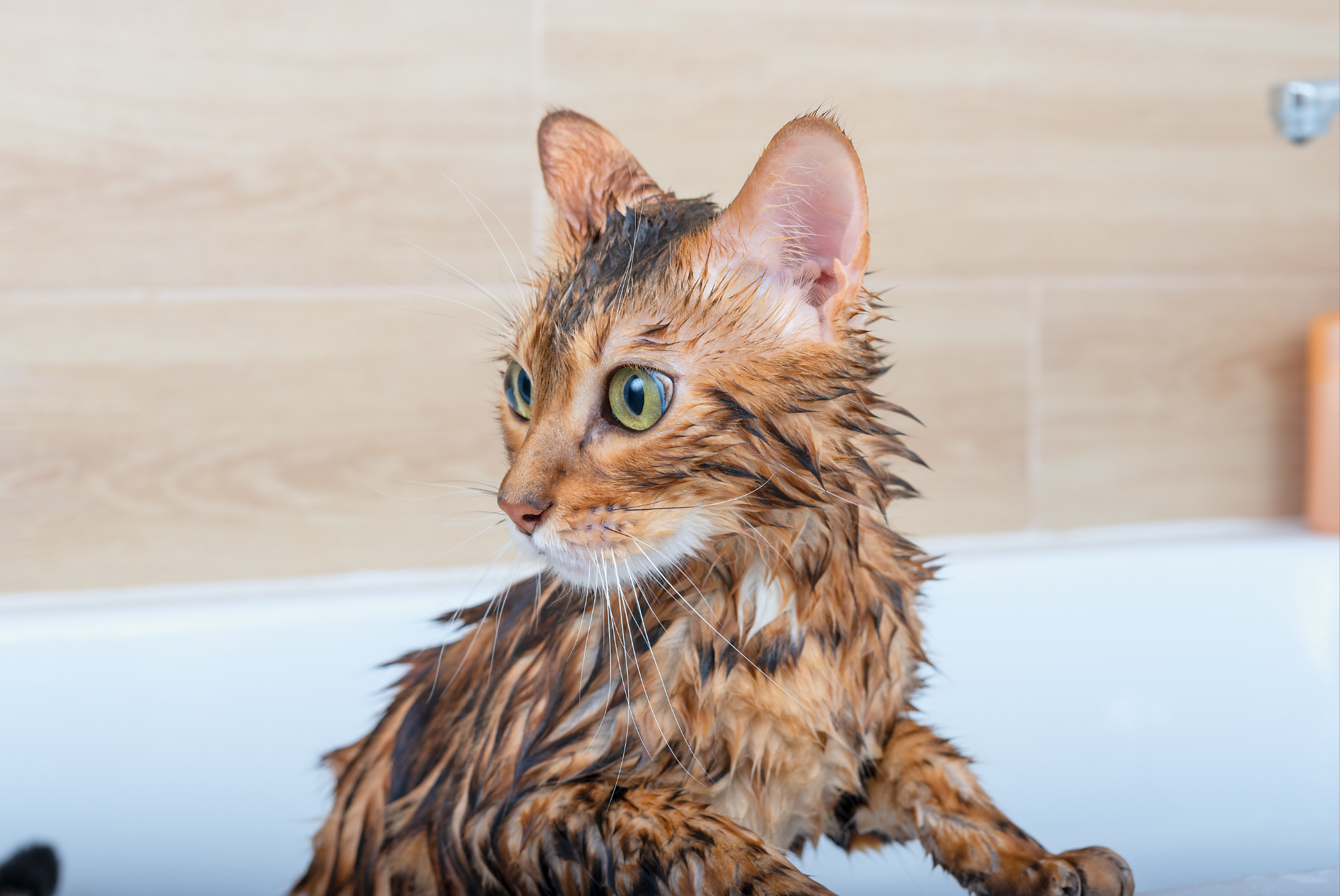 Wet Bengal cat standing in a bathtub after a bath