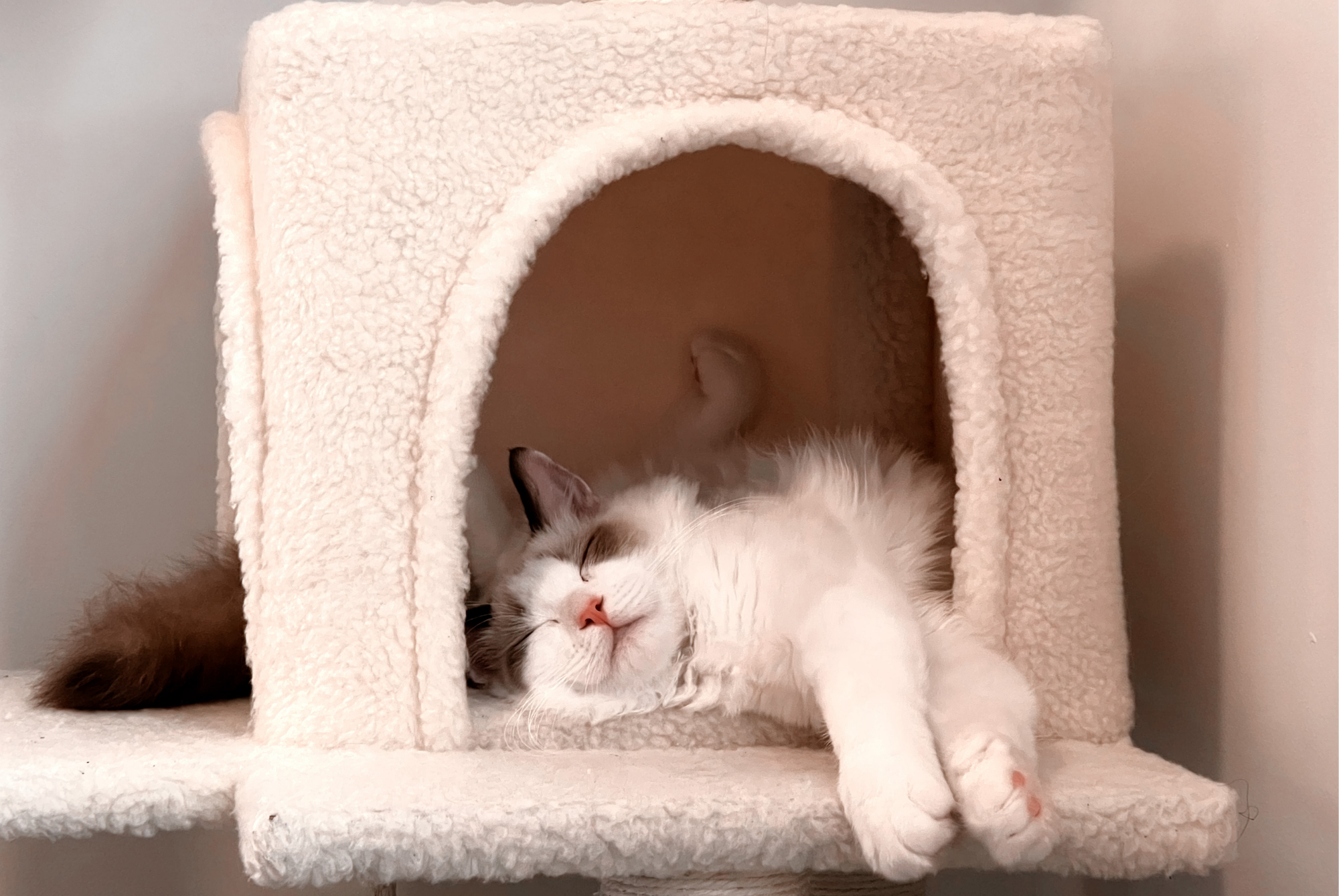 Fluffy white Ragdoll cat asleep inside a cream fleece cat house on a cat tree