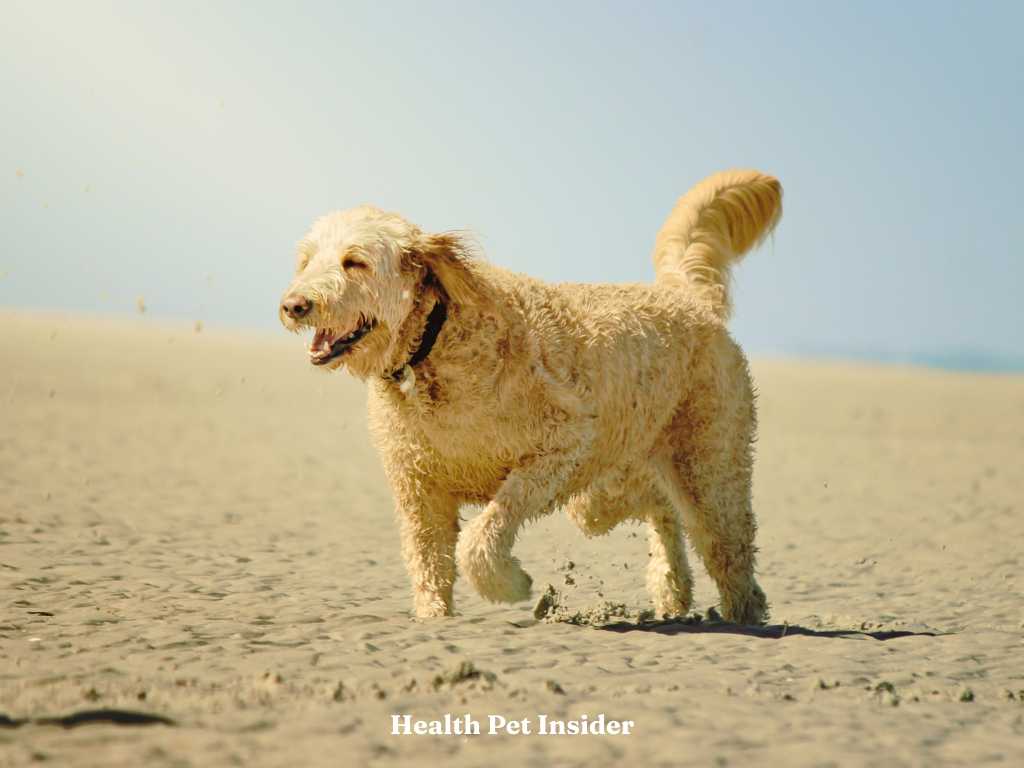 Pet care