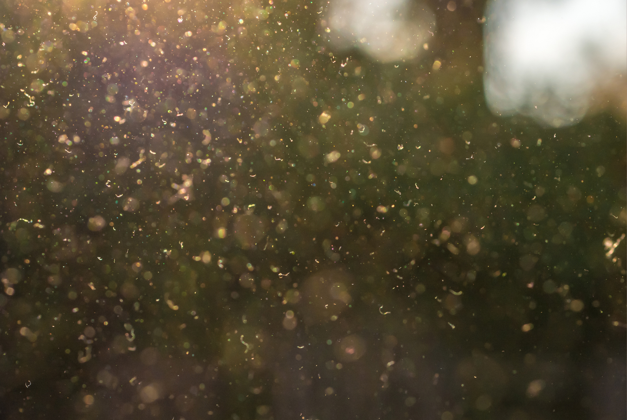 Pollen particles drifting through backlit outdoor air
