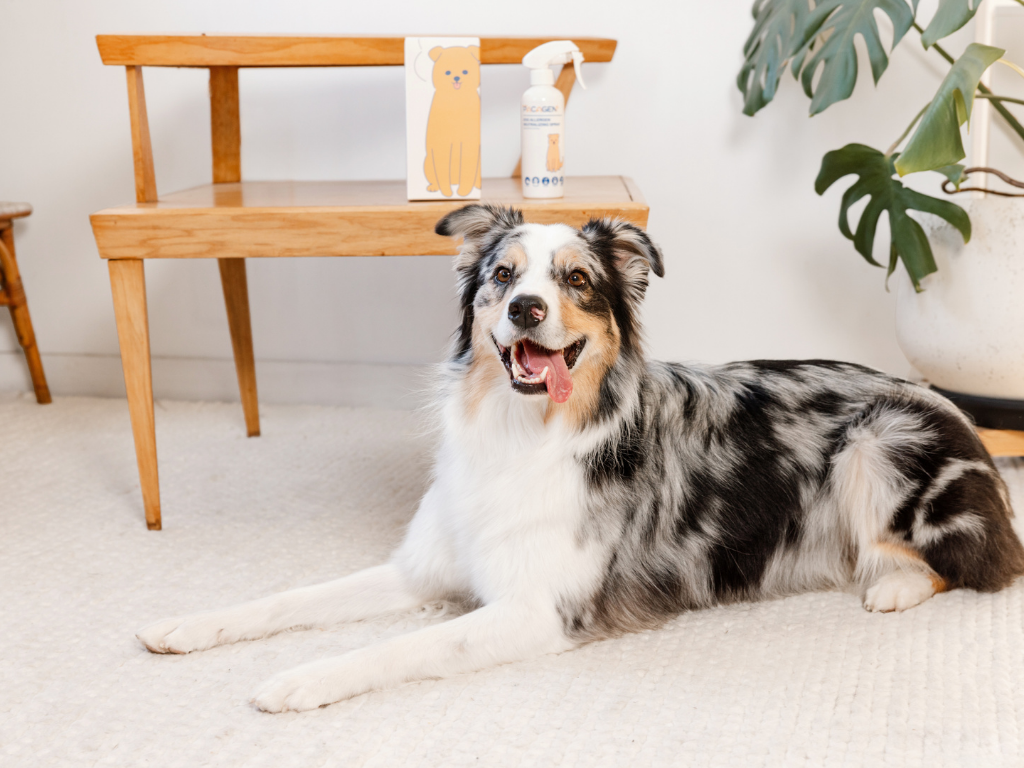 Dog allergy product