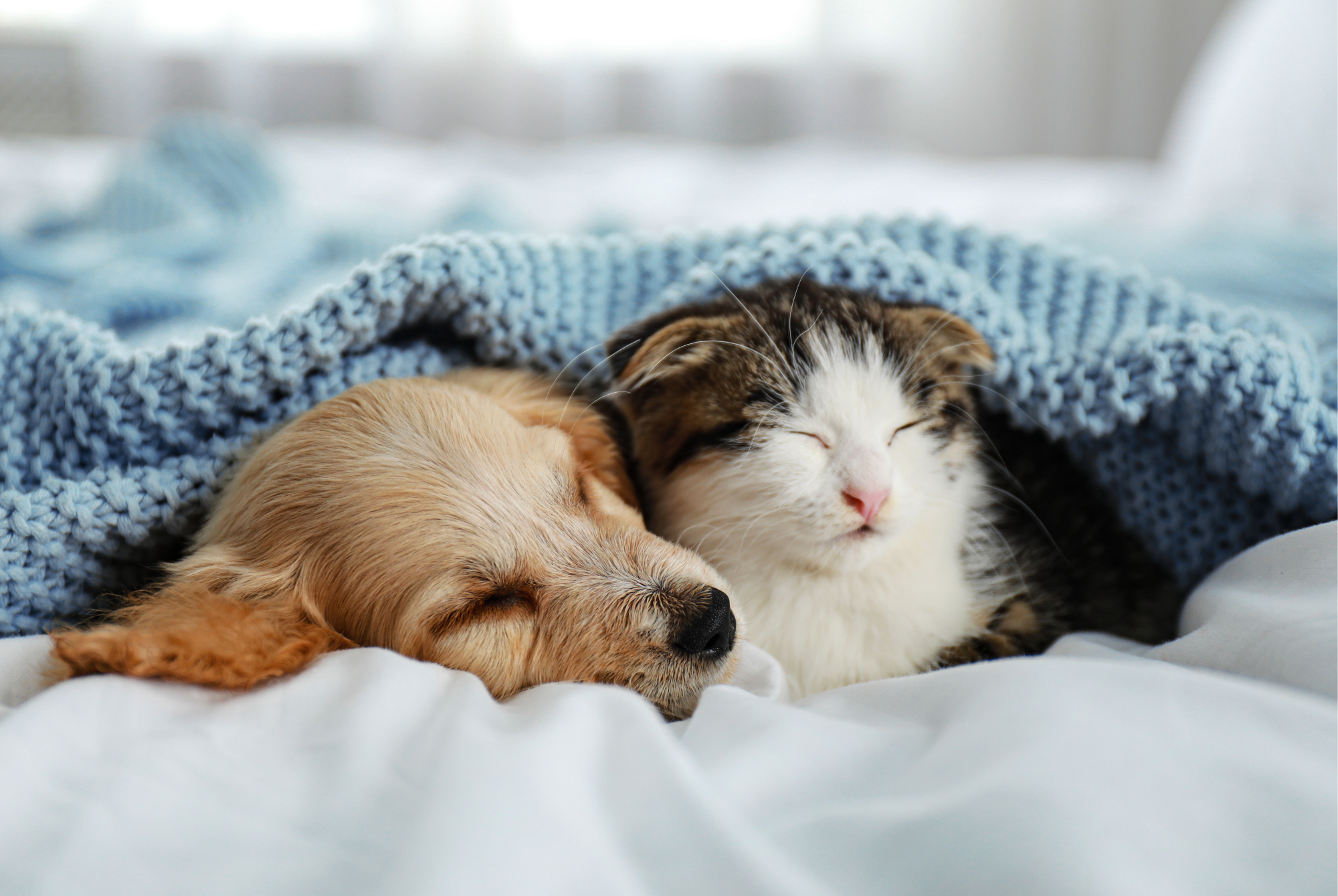 Puppy and kitten sleeping side by side under a blue knit blanket on a bed